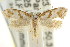  ( - CCDB-15808-A06)  @12 [ ] CreativeCommons - Attribution (2011) ANIC/CBG Photography Group Centre for Biodiversity Genomics