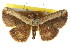  (Oruza bipunctata - CCDB-15809-A03)  @11 [ ] CreativeCommons - Attribution (2011) ANIC/CBG Photography Group Centre for Biodiversity Genomics