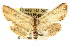  (Hyposada sp. ANIC1 - CCDB-15809-A04)  @11 [ ] CreativeCommons - Attribution (2011) ANIC/CBG Photography Group Centre for Biodiversity Genomics