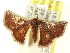  (Corgatha sp. ANIC3 - CCDB-15809-A08)  @14 [ ] CreativeCommons - Attribution (2011) ANIC/CBG Photography Group Centre for Biodiversity Genomics