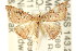  ( - CCDB-15809-A10)  @11 [ ] CreativeCommons - Attribution (2011) ANIC/CBG Photography Group Centre for Biodiversity Genomics