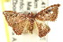  (Corgatha sp. ANIC4 - CCDB-15809-A11)  @11 [ ] CreativeCommons - Attribution (2011) ANIC/CBG Photography Group Centre for Biodiversity Genomics