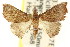  ( - CCDB-15809-A12)  @14 [ ] CreativeCommons - Attribution (2011) ANIC/CBG Photography Group Centre for Biodiversity Genomics