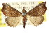 (Corgatha sp. ANIC5 - CCDB-15809-B02)  @15 [ ] CreativeCommons - Attribution (2011) ANIC/CBG Photography Group Centre for Biodiversity Genomics