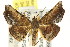  ( - CCDB-15809-B03)  @14 [ ] CreativeCommons - Attribution (2011) ANIC/CBG Photography Group Centre for Biodiversity Genomics