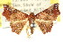  (Corgatha sp. ANIC7 - CCDB-15809-B04)  @13 [ ] CreativeCommons - Attribution (2011) ANIC/CBG Photography Group Centre for Biodiversity Genomics