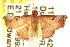  ( - CCDB-15809-B05)  @12 [ ] CreativeCommons - Attribution (2011) ANIC/CBG Photography Group Centre for Biodiversity Genomics