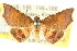  (Aventiini - CCDB-15809-B08)  @15 [ ] CreativeCommons - Attribution (2011) ANIC/CBG Photography Group Centre for Biodiversity Genomics