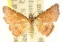  ( - CCDB-15809-B09)  @11 [ ] CreativeCommons - Attribution (2011) ANIC/CBG Photography Group Centre for Biodiversity Genomics