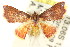  (Corgatha sp. ANIC9 - CCDB-15809-C02)  @12 [ ] CreativeCommons - Attribution (2011) ANIC/CBG Photography Group Centre for Biodiversity Genomics