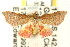  (Corgatha sp. ANIC11 - CCDB-15809-C03)  @13 [ ] CreativeCommons - Attribution (2011) ANIC/CBG Photography Group Centre for Biodiversity Genomics