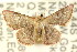  ( - CCDB-15809-C06)  @11 [ ] CreativeCommons - Attribution (2011) ANIC/CBG Photography Group Centre for Biodiversity Genomics