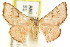  ( - CCDB-15809-C08)  @11 [ ] CreativeCommons - Attribution (2011) ANIC/CBG Photography Group Centre for Biodiversity Genomics