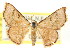  ( - CCDB-15809-C09)  @11 [ ] CreativeCommons - Attribution (2011) ANIC/CBG Photography Group Centre for Biodiversity Genomics