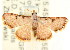  (Enispa sp. ANIC7 - CCDB-15809-C11)  @11 [ ] CreativeCommons - Attribution (2011) ANIC/CBG Photography Group Centre for Biodiversity Genomics