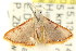  (Enispa sp. ANIC2 - CCDB-15809-C12)  @11 [ ] CreativeCommons - Attribution (2011) ANIC/CBG Photography Group Centre for Biodiversity Genomics