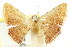  (Enispa sp. ANIC3 - CCDB-15809-D04)  @11 [ ] CreativeCommons - Attribution (2011) ANIC/CBG Photography Group Centre for Biodiversity Genomics