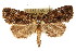  (Erastria1 - CCDB-15809-D11)  @15 [ ] CreativeCommons - Attribution (2011) ANIC/CBG Photography Group Centre for Biodiversity Genomics