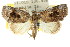  (Selepa sp. ANIC3 - CCDB-15809-E08)  @11 [ ] CreativeCommons - Attribution (2011) ANIC/CBG Photography Group Centre for Biodiversity Genomics