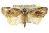  ( - CCDB-15809-E09)  @15 [ ] CreativeCommons - Attribution (2011) ANIC/CBG Photography Group Centre for Biodiversity Genomics