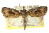  ( - CCDB-15809-E10)  @13 [ ] CreativeCommons - Attribution (2011) ANIC/CBG Photography Group Centre for Biodiversity Genomics