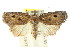  ( - CCDB-15809-E11)  @13 [ ] CreativeCommons - Attribution (2011) ANIC/CBG Photography Group Centre for Biodiversity Genomics