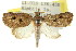  ( - CCDB-15809-E12)  @13 [ ] CreativeCommons - Attribution (2011) ANIC/CBG Photography Group Centre for Biodiversity Genomics
