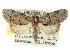  ( - CCDB-15809-F02)  @15 [ ] CreativeCommons - Attribution (2011) ANIC/CBG Photography Group Centre for Biodiversity Genomics