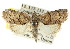  (Selepa sp. ANIC5 - CCDB-15809-F03)  @11 [ ] CreativeCommons - Attribution (2011) ANIC/CBG Photography Group Centre for Biodiversity Genomics