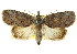 ( - CCDB-15809-F05)  @15 [ ] CreativeCommons - Attribution (2011) ANIC/CBG Photography Group Centre for Biodiversity Genomics