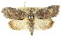  ( - CCDB-15809-F06)  @15 [ ] CreativeCommons - Attribution (2011) ANIC/CBG Photography Group Centre for Biodiversity Genomics