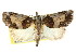  (Selepa discigera - CCDB-15809-F07)  @15 [ ] CreativeCommons - Attribution (2011) ANIC/CBG Photography Group Centre for Biodiversity Genomics