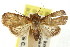  ( - CCDB-15809-F09)  @11 [ ] CreativeCommons - Attribution (2011) ANIC/CBG Photography Group Centre for Biodiversity Genomics
