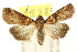  (Savoca divitalis - CCDB-15809-G07)  @15 [ ] CreativeCommons - Attribution (2011) ANIC/CBG Photography Group Centre for Biodiversity Genomics