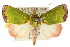  (Paracrama latimargo - CCDB-15809-H03)  @15 [ ] CreativeCommons - Attribution (2011) ANIC/CBG Photography Group Centre for Biodiversity Genomics