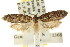  ( - CCDB-15811-F11)  @11 [ ] CreativeCommons - Attribution (2011) ANIC/CBG Photography Group Centre for Biodiversity Genomics