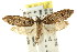  ( - CCDB-15811-F12)  @12 [ ] CreativeCommons - Attribution (2011) ANIC/CBG Photography Group Centre for Biodiversity Genomics