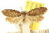  ( - CCDB-15811-H07)  @11 [ ] CreativeCommons - Attribution (2011) ANIC/CBG Photography Group Centre for Biodiversity Genomics