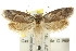  ( - CCDB-15811-H08)  @14 [ ] CreativeCommons - Attribution (2011) ANIC/CBG Photography Group Centre for Biodiversity Genomics