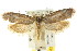  ( - CCDB-15811-H09)  @11 [ ] CreativeCommons - Attribution (2011) ANIC/CBG Photography Group Centre for Biodiversity Genomics