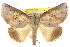  ( - CCDB-15812-A07)  @11 [ ] CreativeCommons - Attribution (2011) ANIC/CBG Photography Group Centre for Biodiversity Genomics