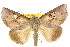  ( - CCDB-15812-A08)  @11 [ ] CreativeCommons - Attribution (2011) ANIC/CBG Photography Group Centre for Biodiversity Genomics