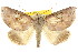  (Pterogonia cardinalis - CCDB-15812-A09)  @15 [ ] CreativeCommons - Attribution (2011) ANIC/CBG Photography Group Centre for Biodiversity Genomics
