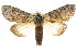  ( - CCDB-15812-A10)  @11 [ ] CreativeCommons - Attribution (2011) ANIC/CBG Photography Group Centre for Biodiversity Genomics