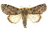  ( - CCDB-15812-A11)  @11 [ ] CreativeCommons - Attribution (2011) ANIC/CBG Photography Group Centre for Biodiversity Genomics