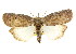  ( - CCDB-15812-B01)  @11 [ ] CreativeCommons - Attribution (2011) ANIC/CBG Photography Group Centre for Biodiversity Genomics