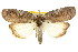  (Ochthophora sericina - CCDB-15812-B02)  @15 [ ] CreativeCommons - Attribution (2011) ANIC/CBG Photography Group Centre for Biodiversity Genomics
