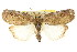  ( - CCDB-15812-B03)  @14 [ ] CreativeCommons - Attribution (2011) ANIC/CBG Photography Group Centre for Biodiversity Genomics
