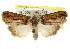  ( - CCDB-15812-B05)  @14 [ ] CreativeCommons - Attribution (2011) ANIC/CBG Photography Group Centre for Biodiversity Genomics
