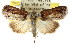  ( - CCDB-15812-B06)  @15 [ ] CreativeCommons - Attribution (2011) ANIC/CBG Photography Group Centre for Biodiversity Genomics